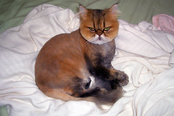 日々雑感 - DoromPATIO