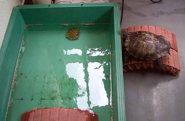 日々雑感 - DoromPATIO