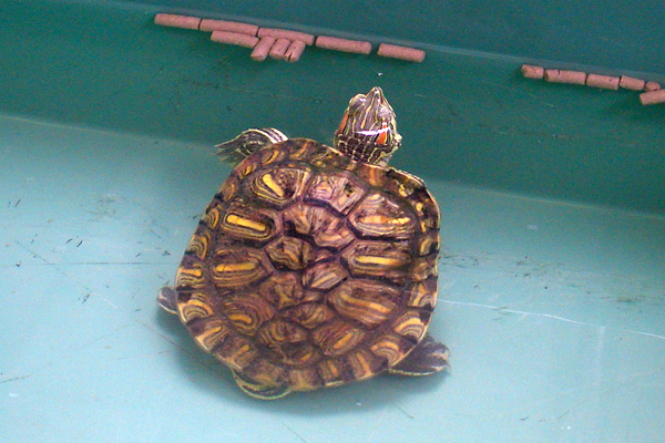 日々雑感 - DoromPATIO