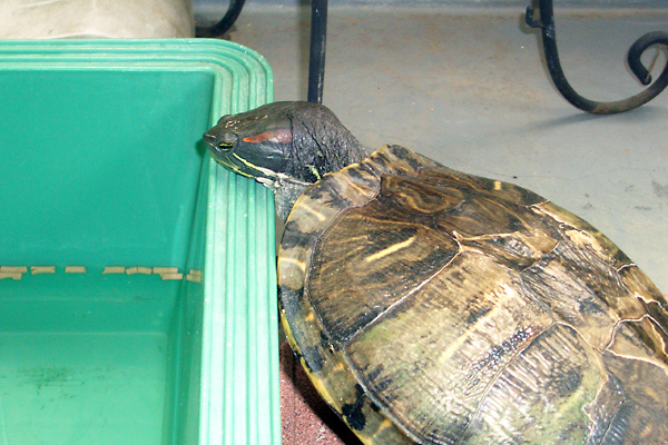 日々雑感 - DoromPATIO