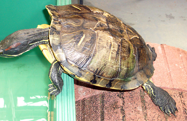 日々雑感 - DoromPATIO