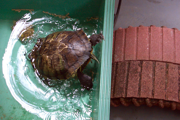 日々雑感 - DoromPATIO