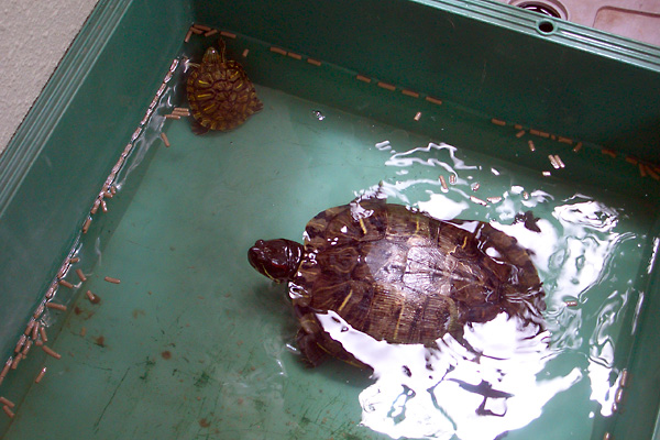 日々雑感 - DoromPATIO