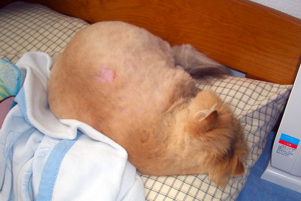 日々雑感 - DoromPATIO