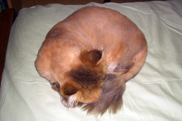 日々雑感 - DoromPATIO