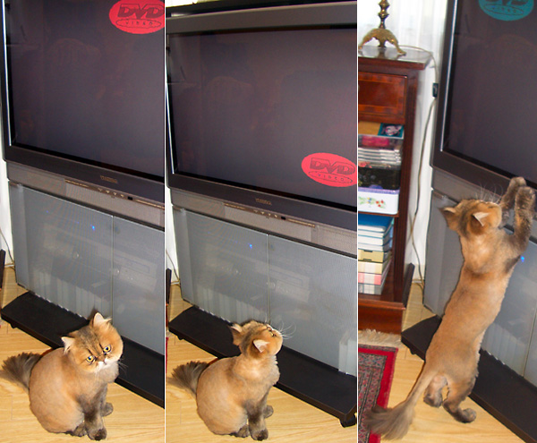 日々雑感 - DoromPATIO