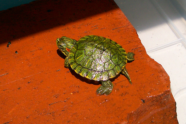 日々雑感 - DoromPATIO