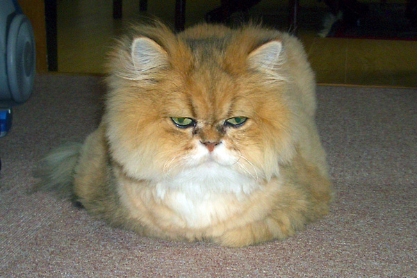 日々雑感 - DoromPATIO