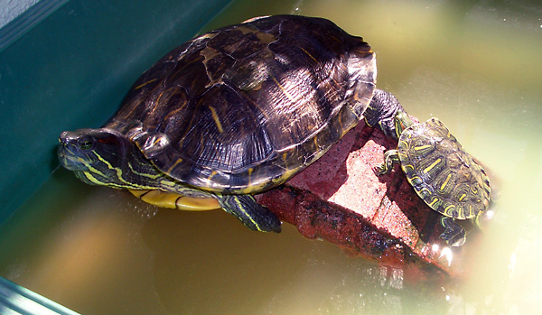 日々雑感 - DoromPATIO