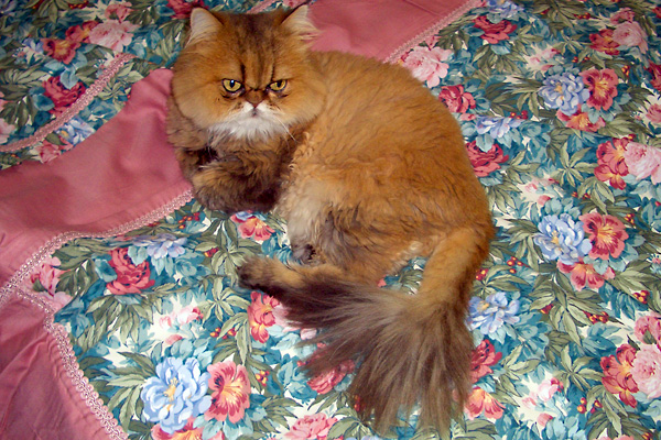 日々雑感 - DoromPATIO