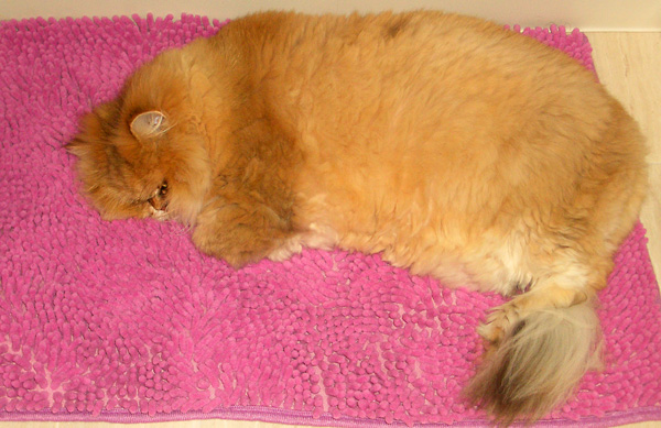 日々雑感 - DoromPATIO