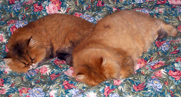 日々雑感 - DoromPATIO