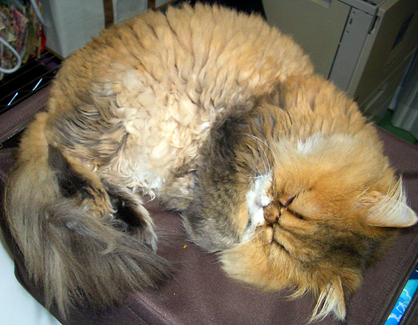 日々雑感 - DoromPATIO