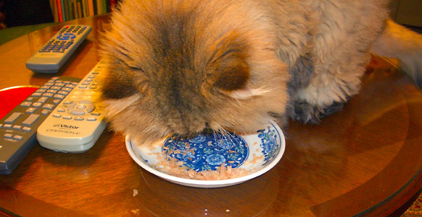 日々雑感 - DoromPATIO