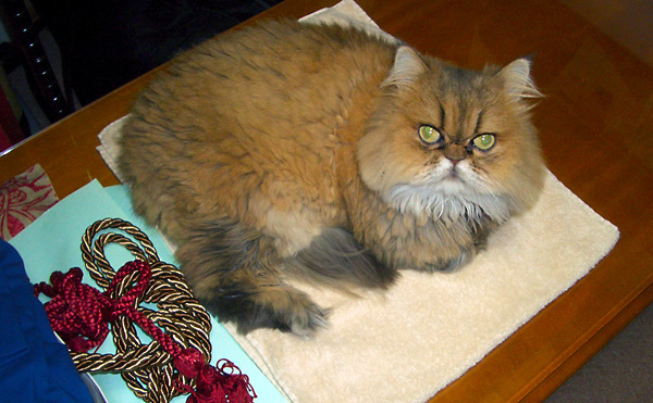 日々雑感 - DoromPATIO