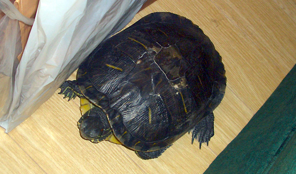 日々雑感 - DoromPATIO