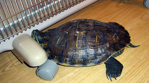 日々雑感 - DoromPATIO