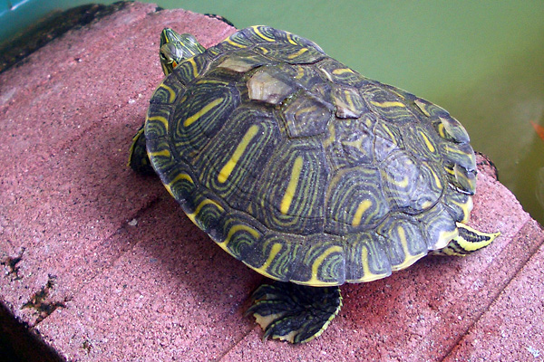 日々雑感 - DoromPATIO