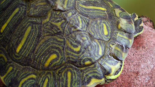 日々雑感 - DoromPATIO