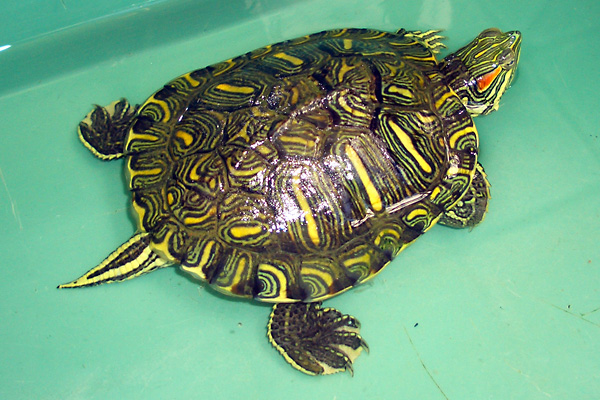 日々雑感 - DoromPATIO