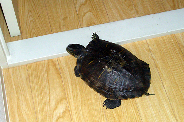 日々雑感 - DoromPATIO