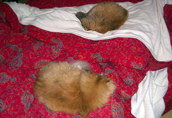 日々雑感 - DoromPATIO