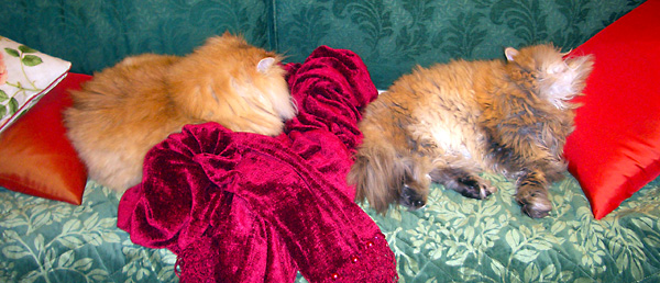 日々雑感 - DoromPATIO