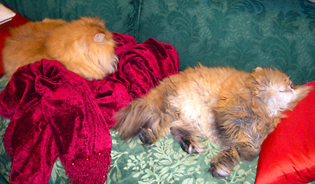 猫、チンチラ・来夢、来喜、ミドリガメ・マックス、コロタン