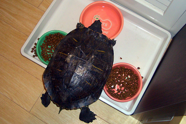 日々雑感 - DoromPATIO