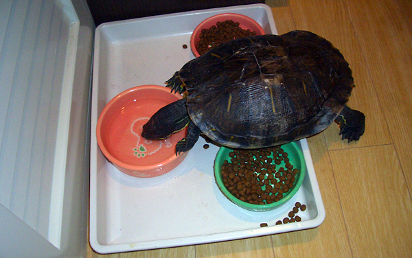 日々雑感 - DoromPATIO