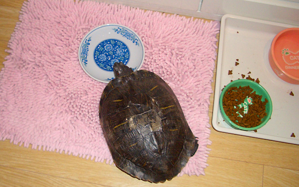 日々雑感 - DoromPATIO