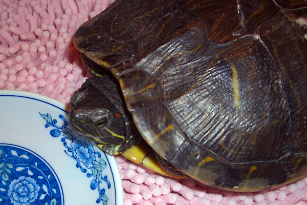 日々雑感 - DoromPATIO