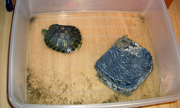 日々雑感 - DoromPATIO