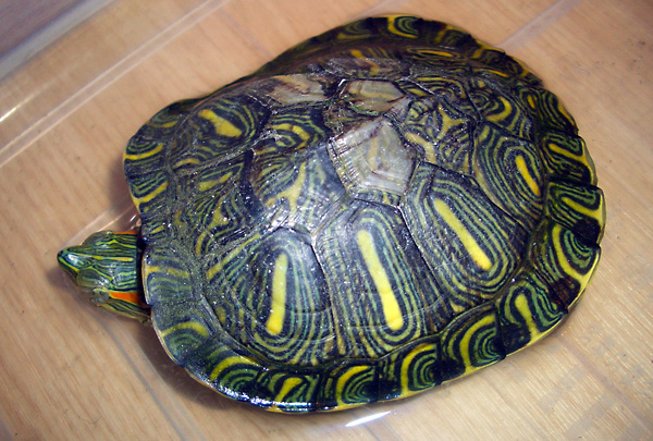 日々雑感 - DoromPATIO