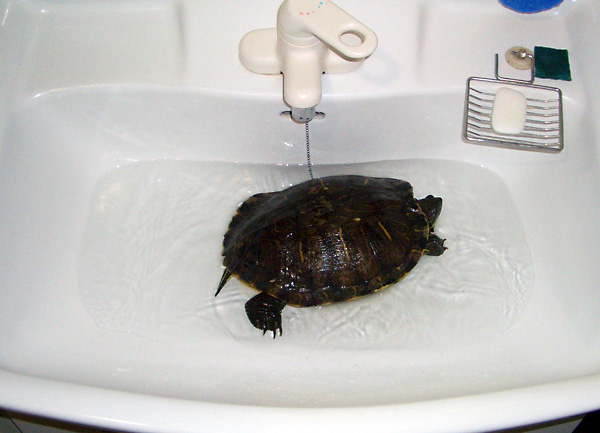 日々雑感 - DoromPATIO