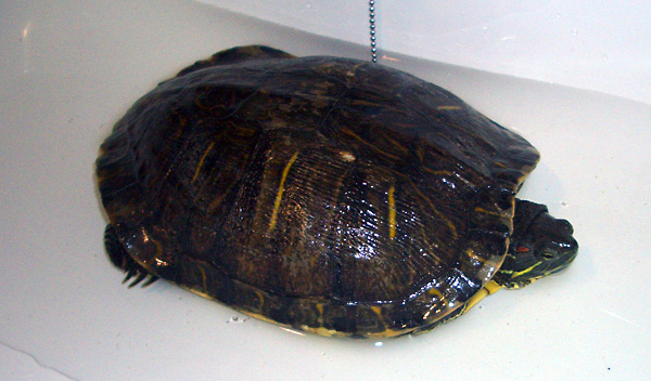 日々雑感 - DoromPATIO