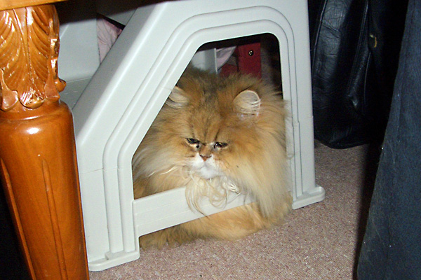 日々雑感 - DoromPATIO