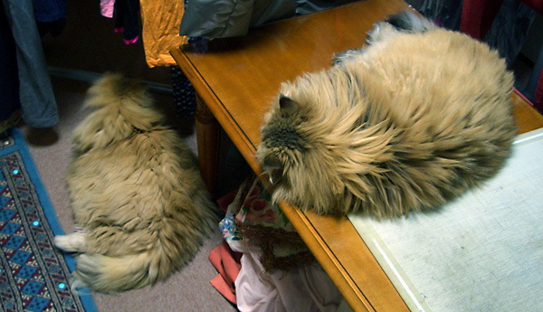 日々雑感 - DoromPATIO