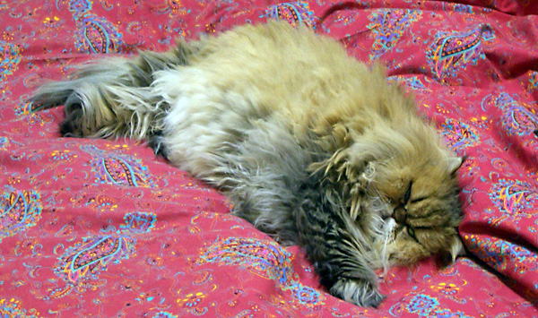 日々雑感 - DoromPATIO