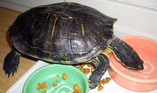 日々雑感 - DoromPATIO