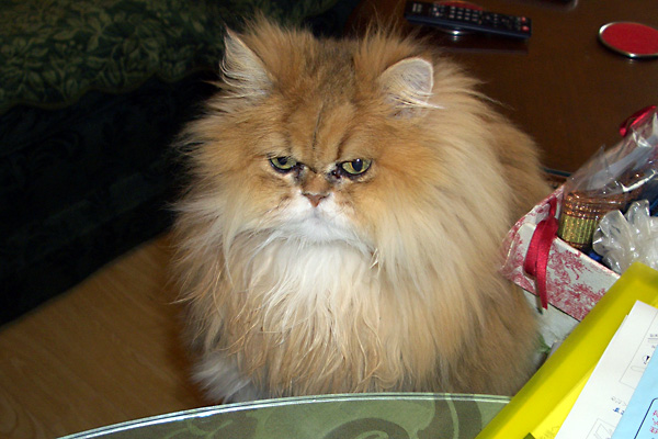 日々雑感 - DoromPATIO