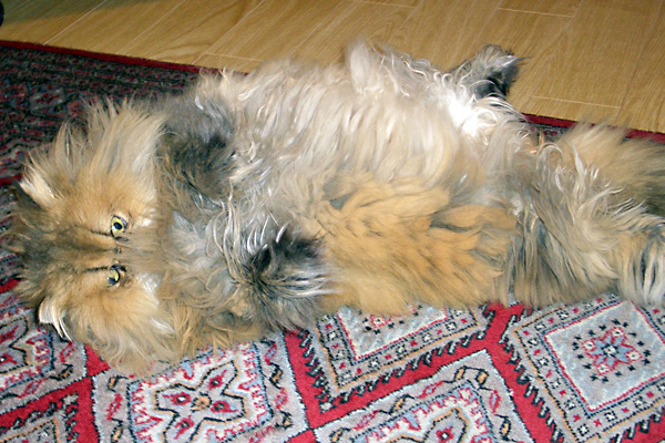 日々雑感 - DoromPATIO