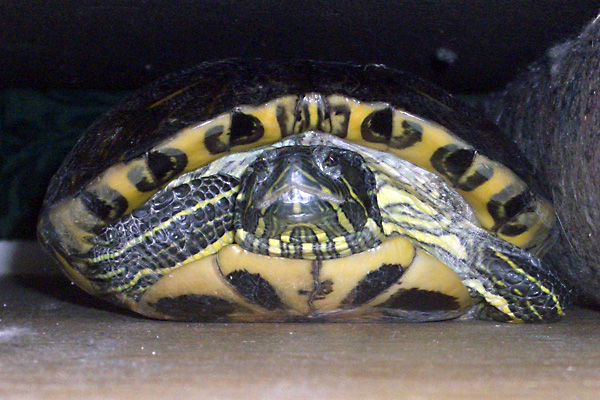 日々雑感 - DoromPATIO