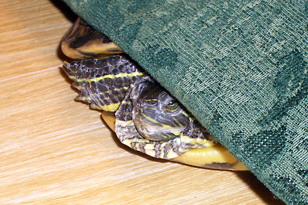 日々雑感 - DoromPATIO