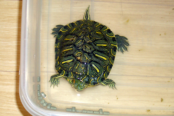 日々雑感 - DoromPATIO