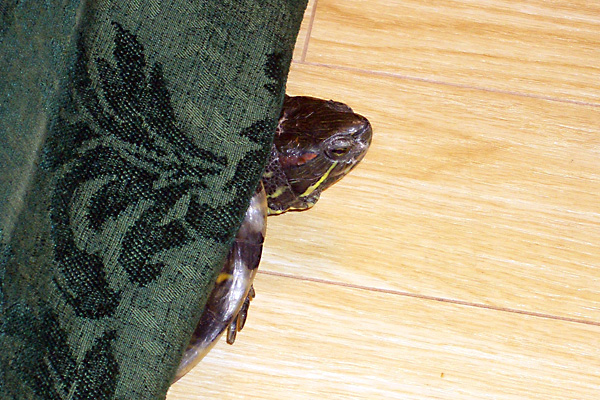 日々雑感 - DoromPATIO