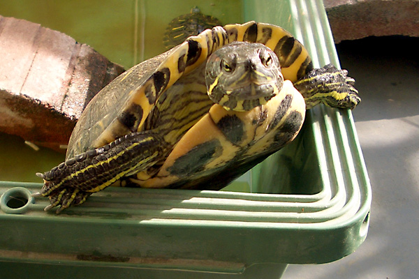 日々雑感 - DoromPATIO