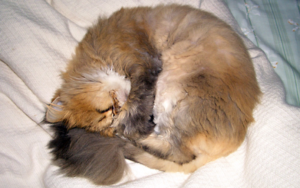 日々雑感 - DoromPATIO