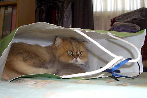 日々雑感 - DoromPATIO