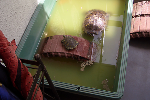 日々雑感 - DoromPATIO